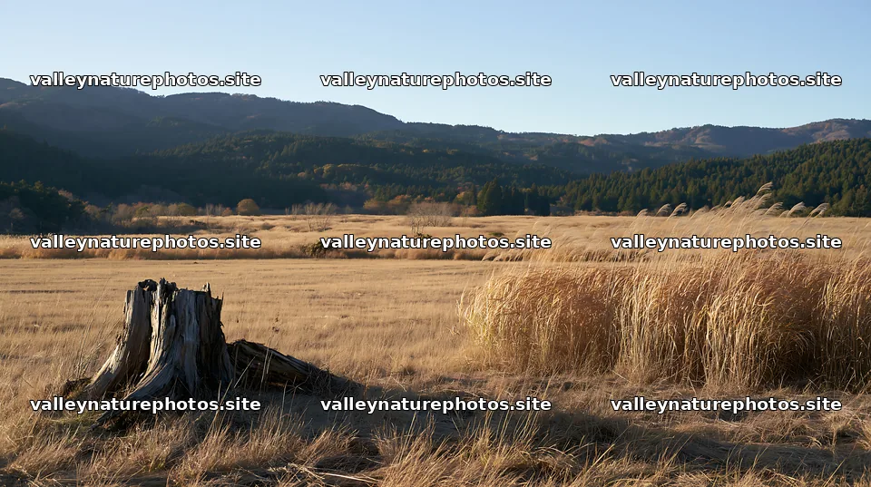 Fukushima native meadow with weathered stump – nature photography 10608x5938