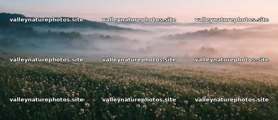 Clover speedwell meadow with foggy hills in the background – nature photography 12094x5210