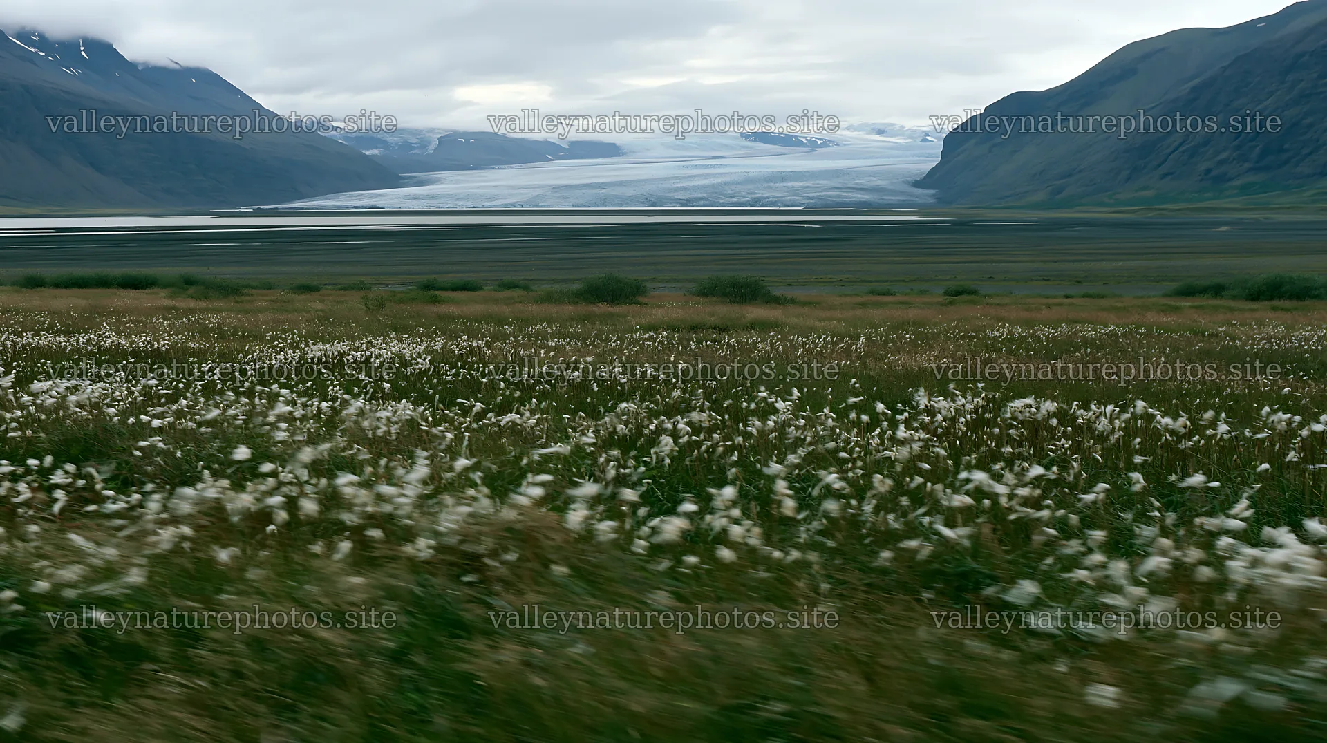 Meadow with seedheads near glacier in Iceland during cloudy day – nature photography 10608x5938