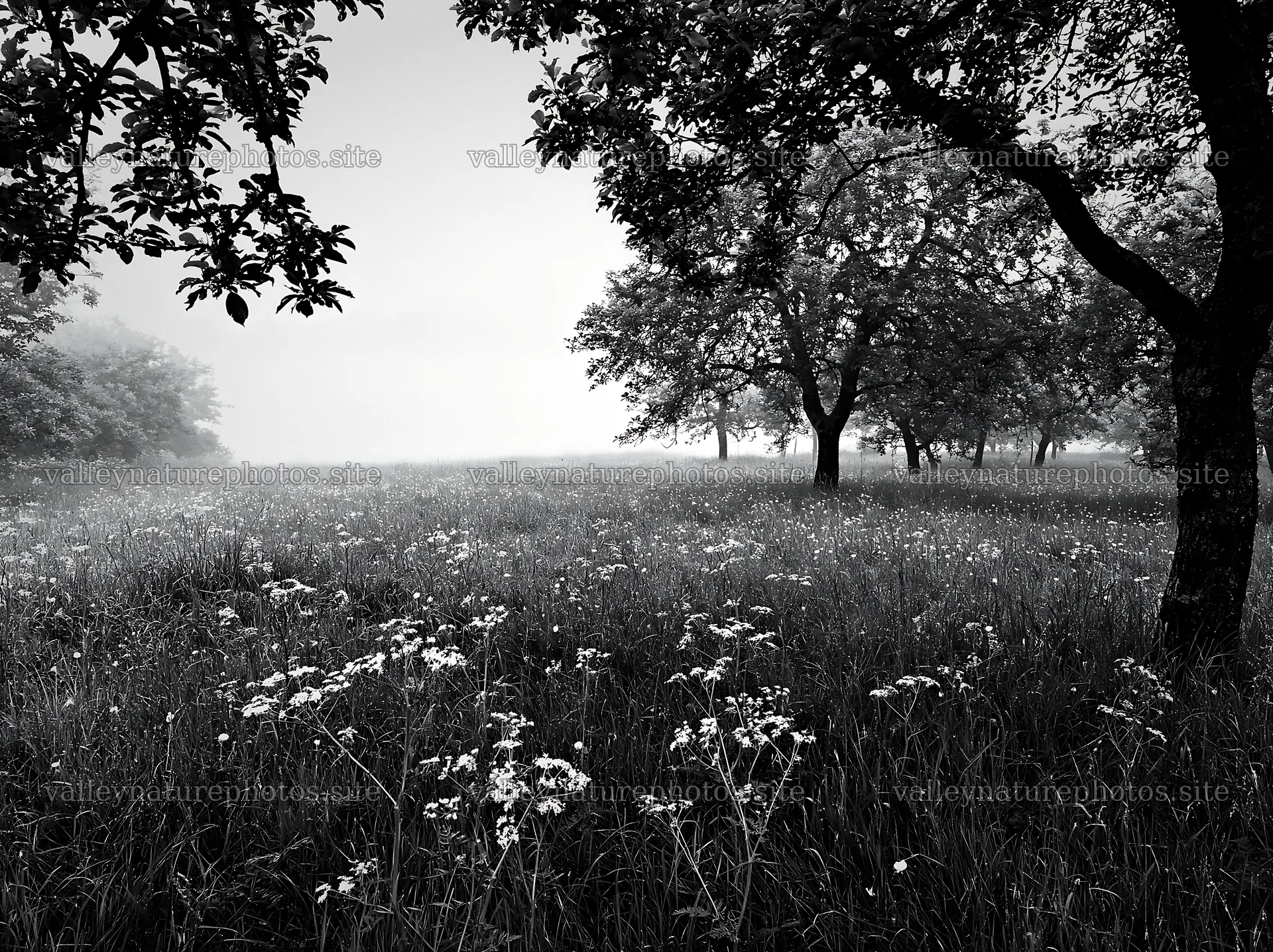 Lakeside orchard meadow with trees and tall grass – nature photography 9174x6866