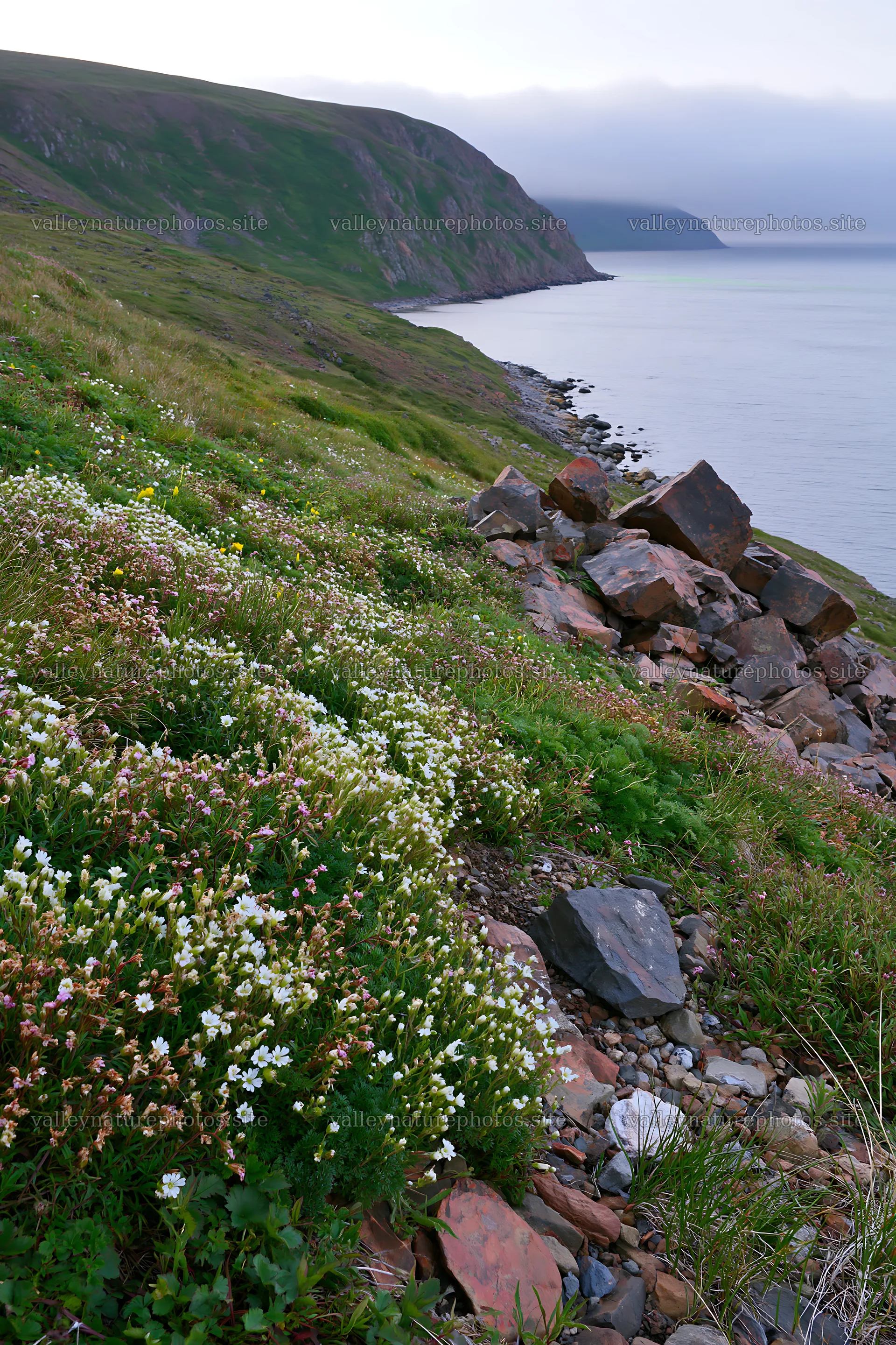 Natural coast with flowers and rocks near the ocean – nature photography 6480x9722