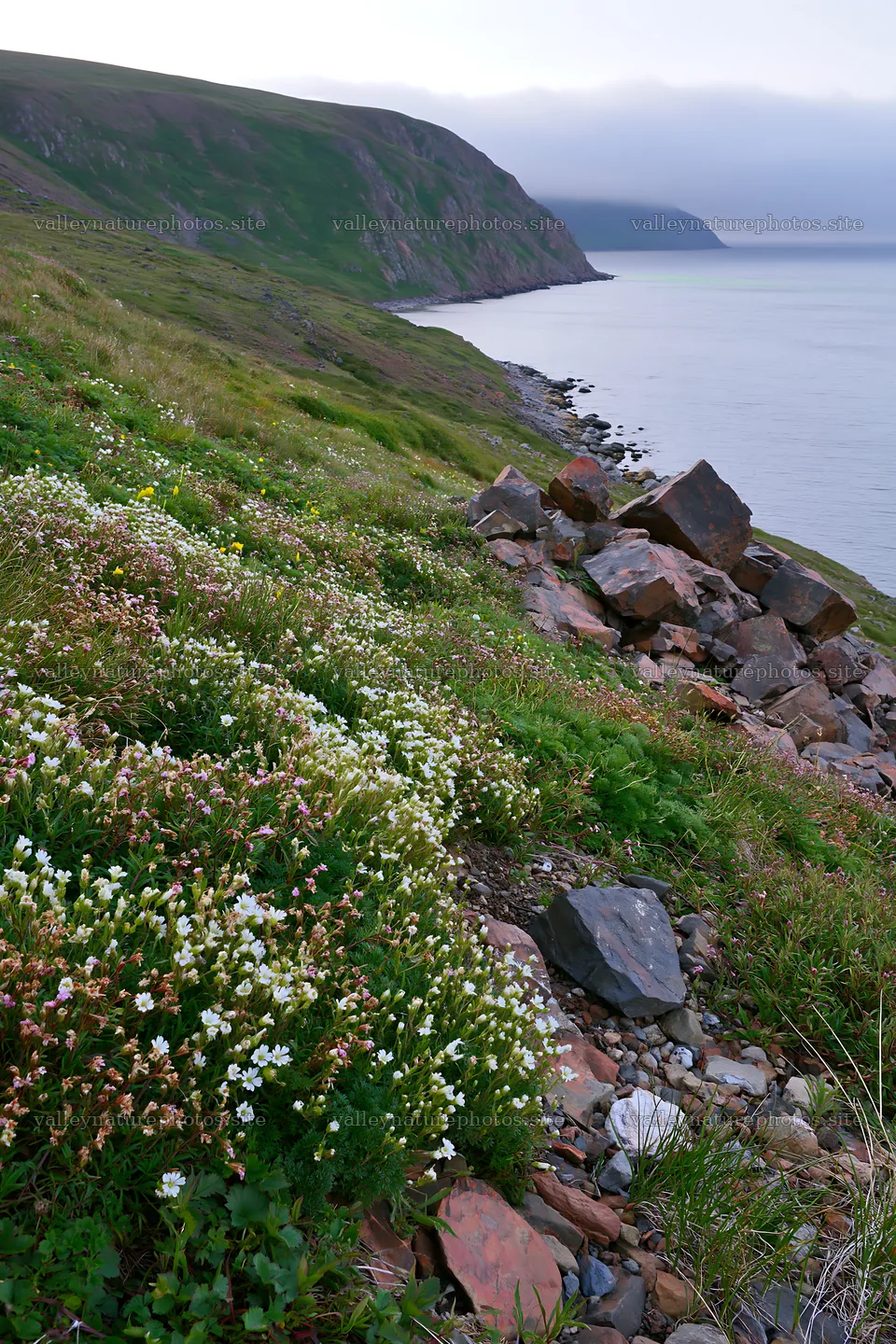 Natural coast with flowers and rocks near the ocean – nature photography 6480x9722