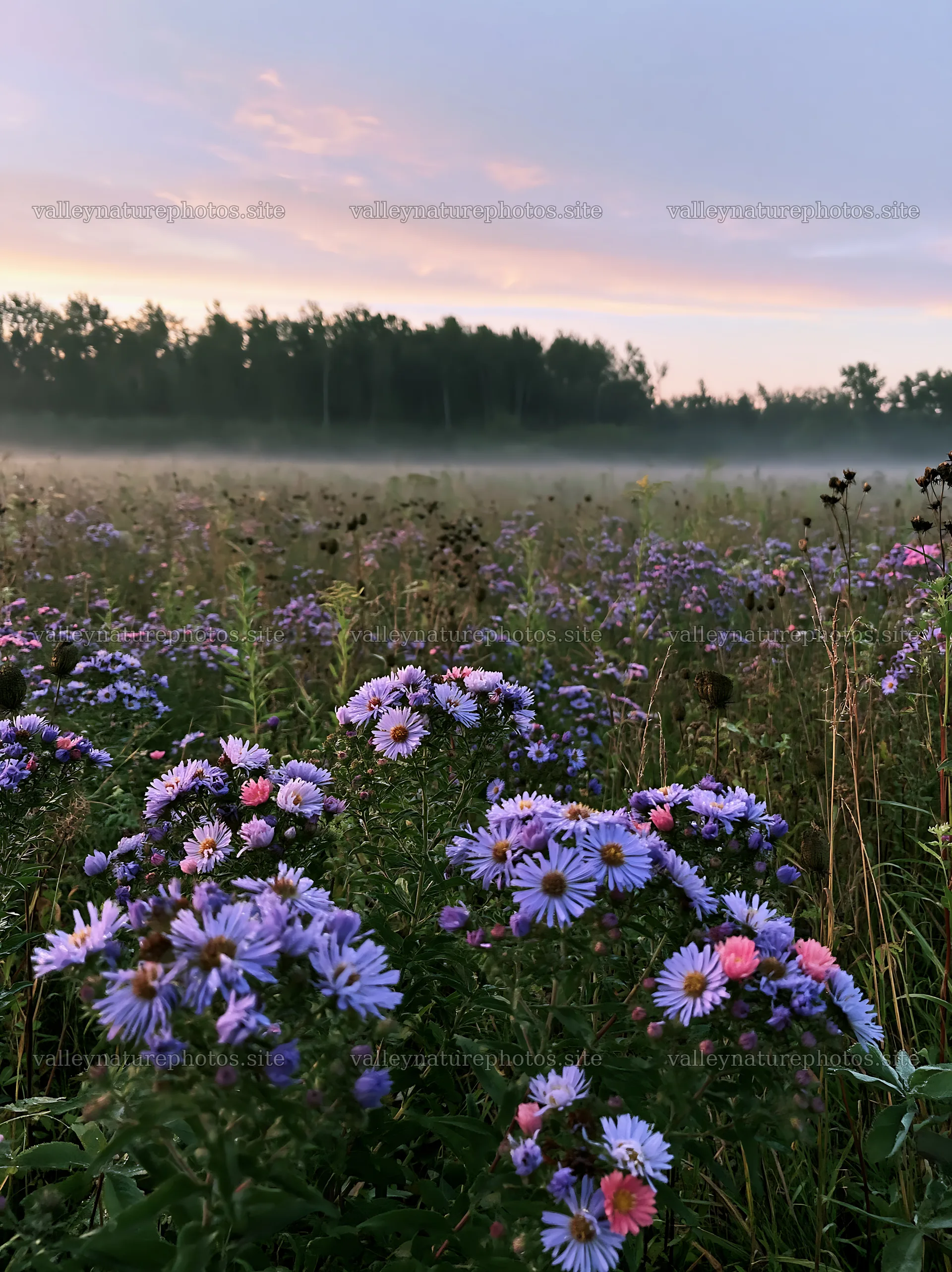 Colorful aster meadow at dawn with mist and trees in background – nature photography 6866x9174