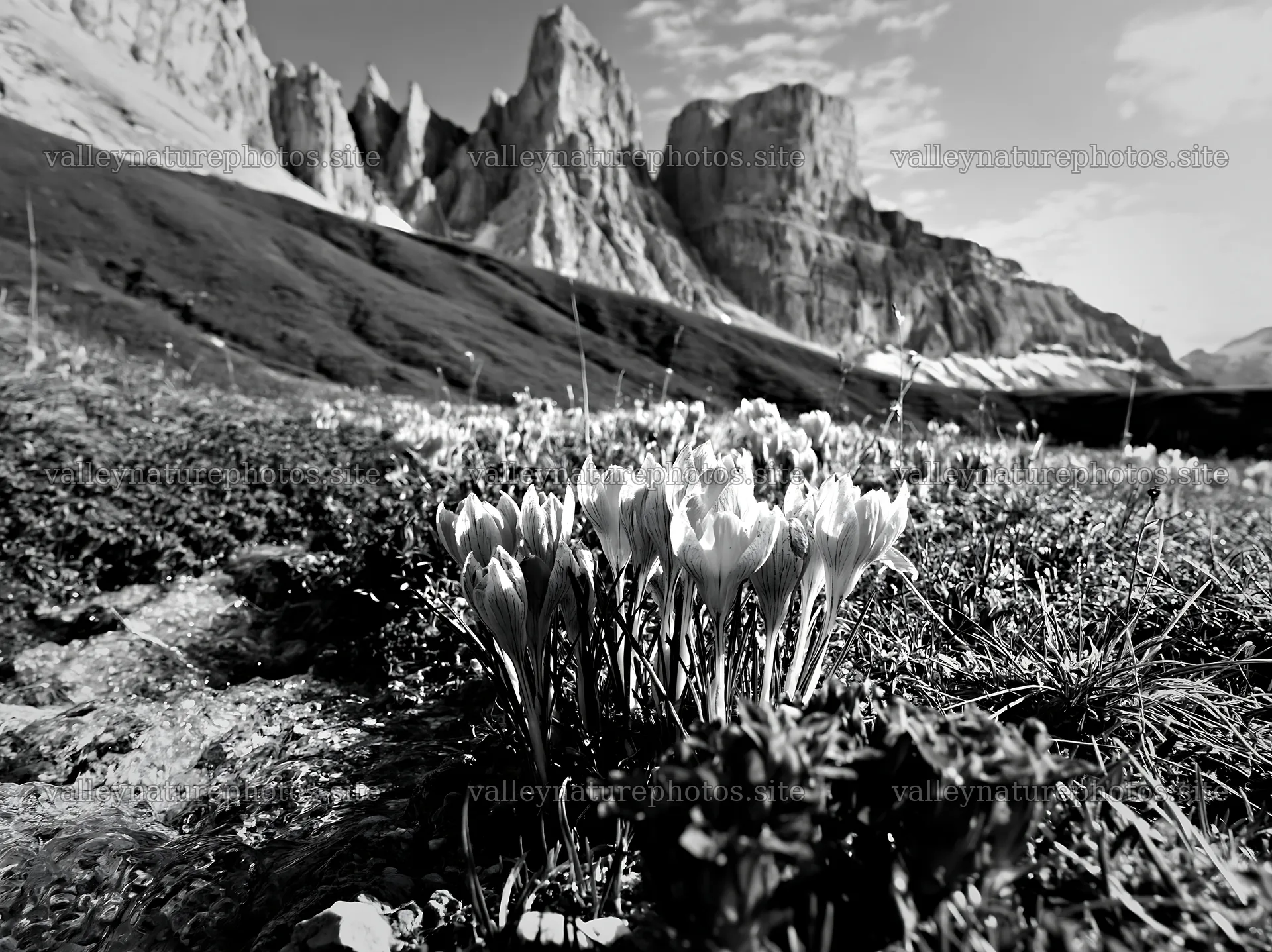 Spring meadow flowers in front of rocky mountain landscape – nature photography 9174x6866