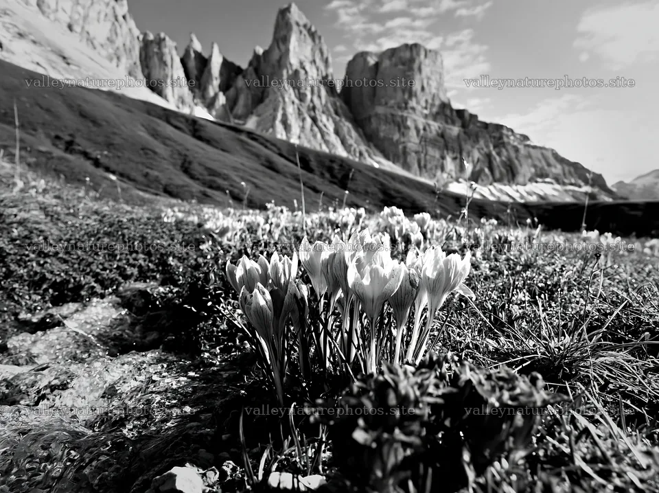 Spring meadow flowers in front of rocky mountain landscape – nature photography 9174x6866