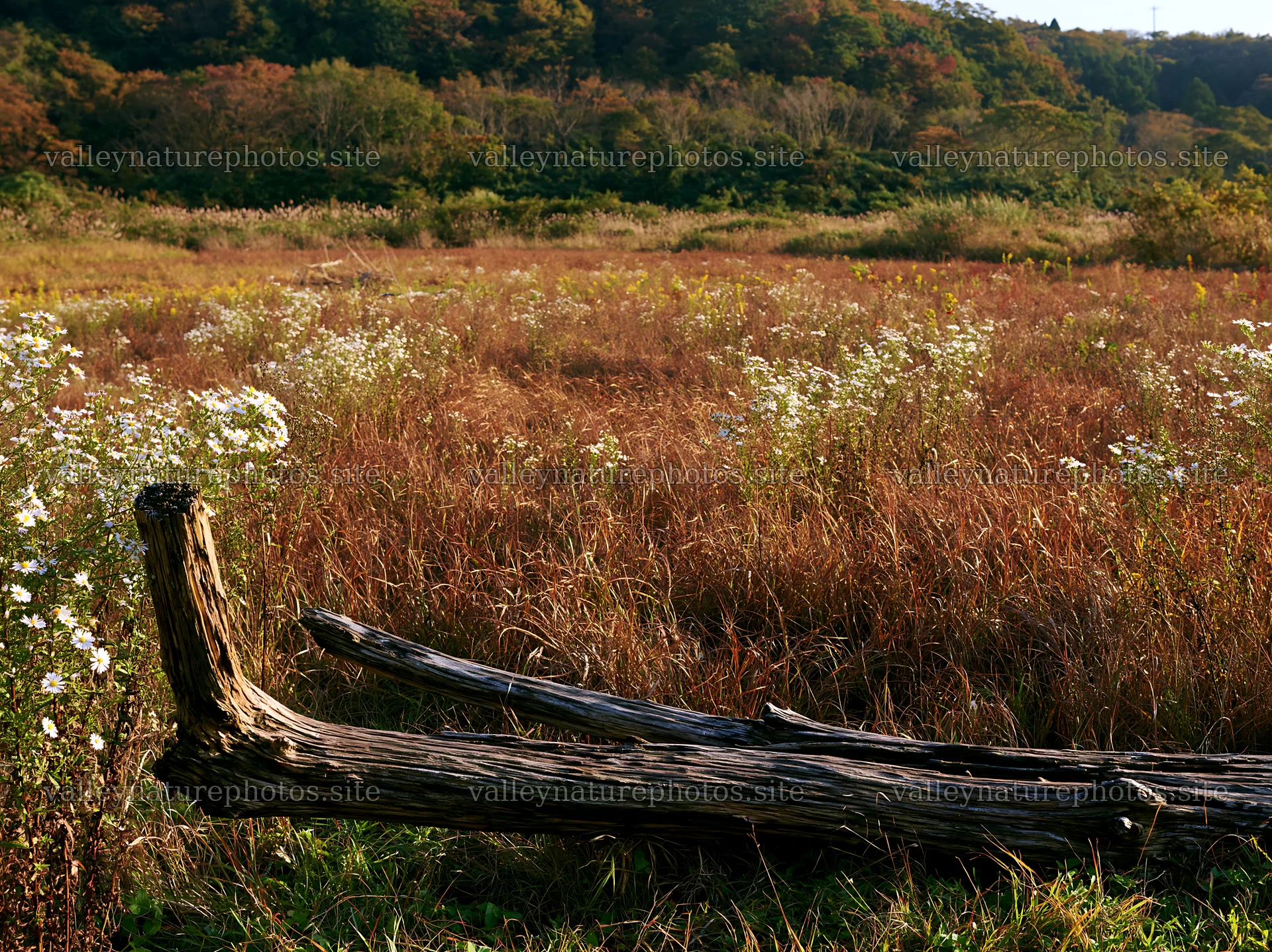 Wakayama autumn meadow with weathered wood in the foreground – nature photography 9174x6866