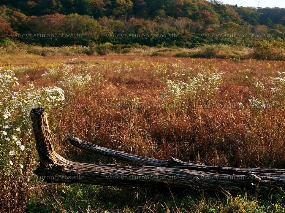 Wakayama autumn meadow with weathered wood in the foreground – nature photography 9174x6866