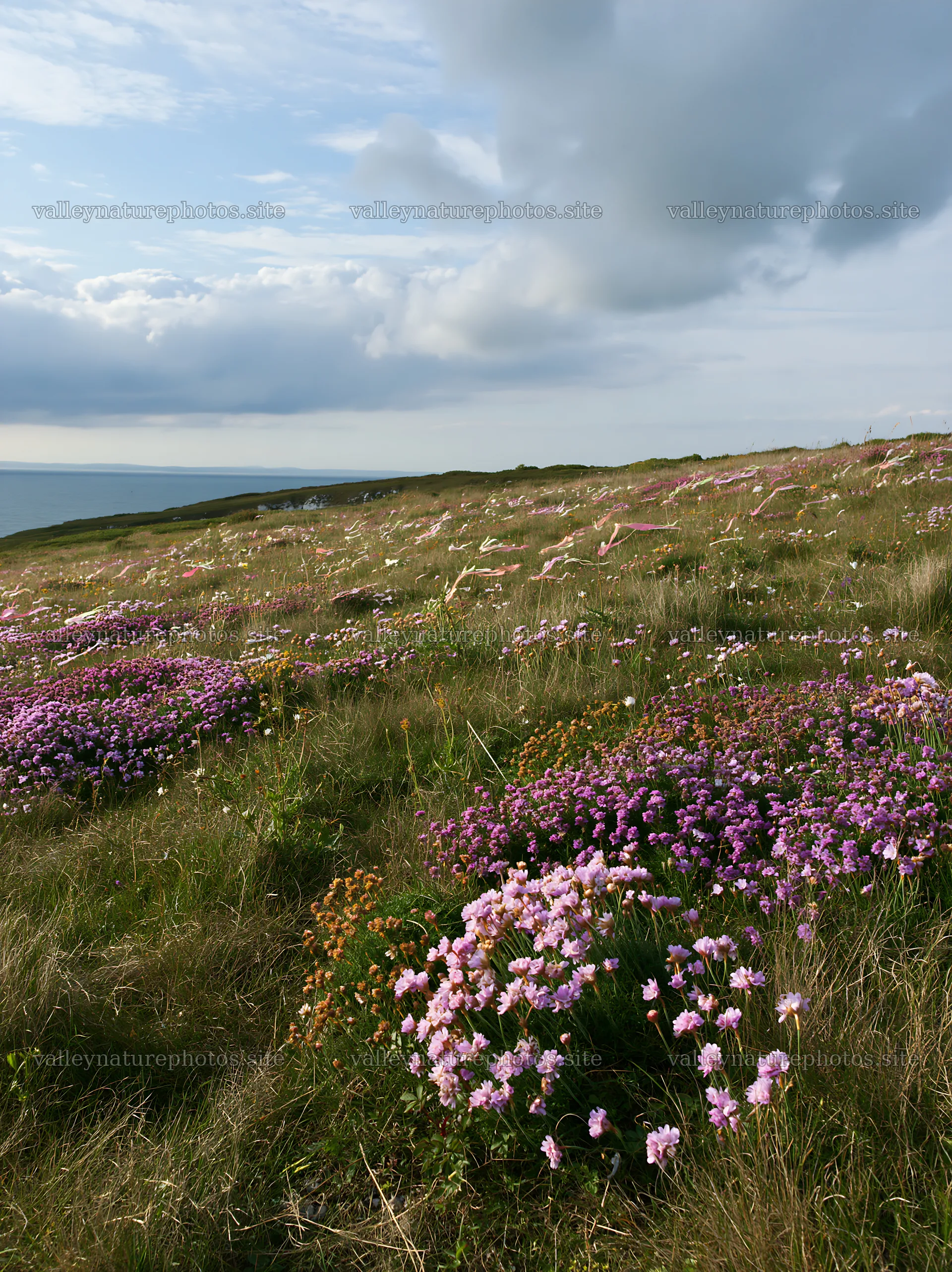 Cloudy dry flower meadow with purple and pink blooms – nature photography 6866x9174