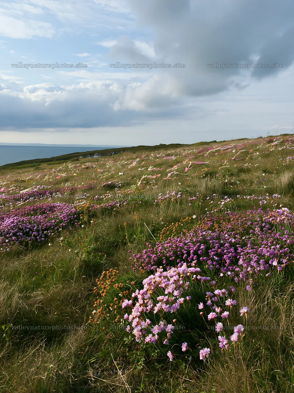 Cloudy dry flower meadow with purple and pink blooms – nature photography 6866x9174