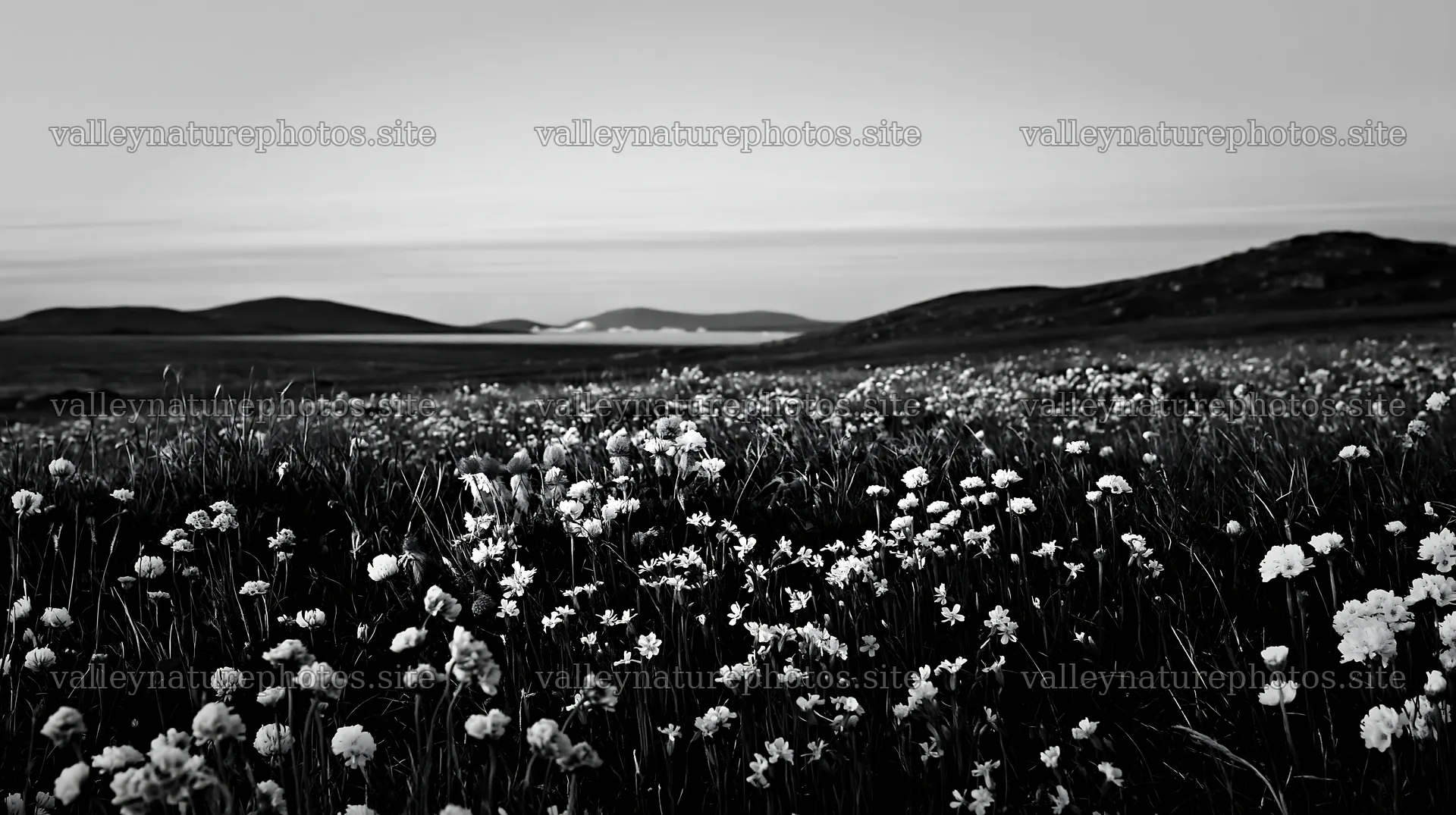 Clifftop meadow with flowers and distant hills – nature photography 10608x5938