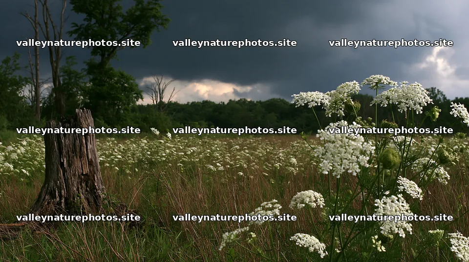 Fukushima native meadow with weathered stump and flowers – nature photography 10608x5938