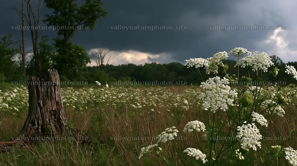 Fukushima native meadow with weathered stump and flowers – nature photography 10608x5938
