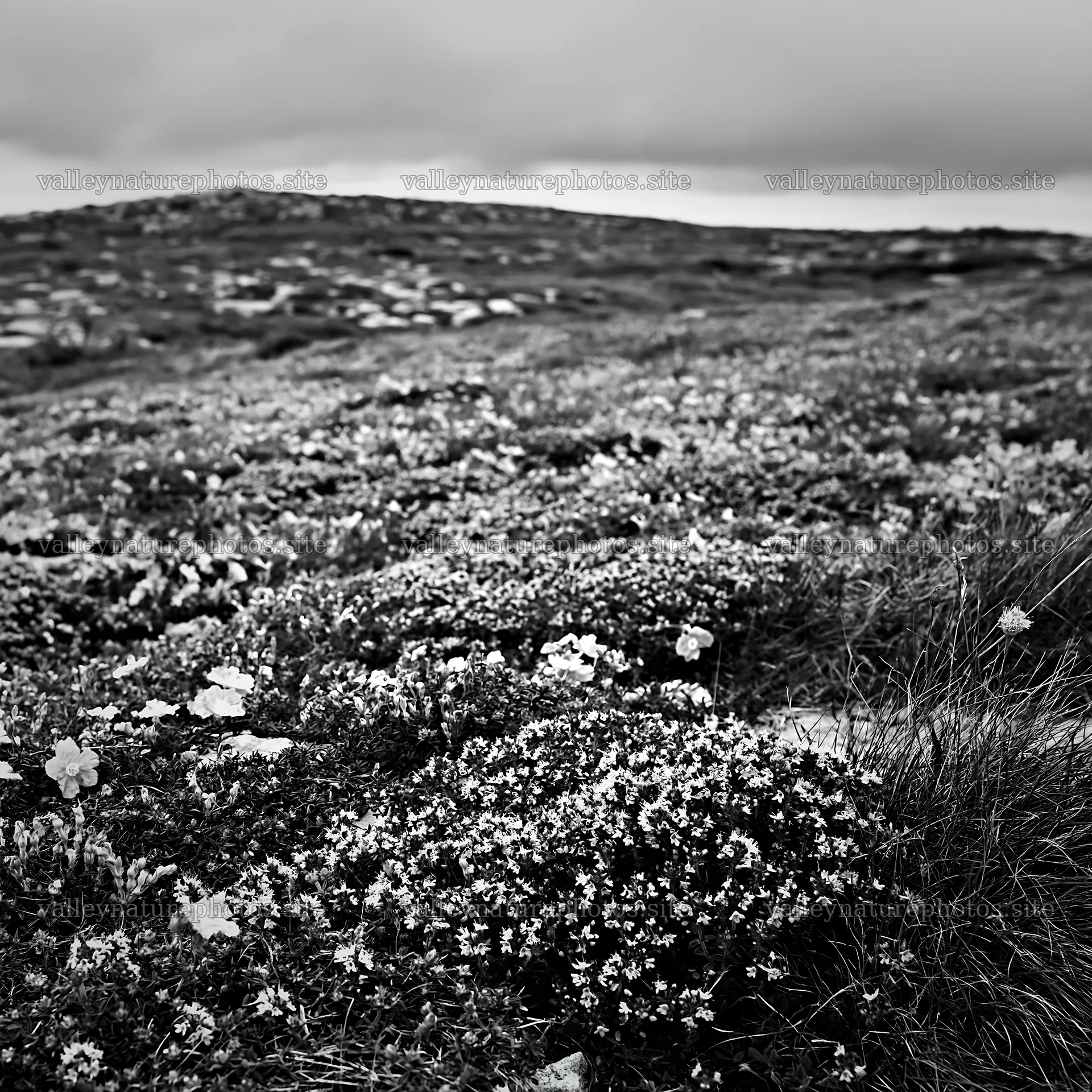 Cloudy wild thyme meadow with flowers and rocky terrain – nature photography 7938x7938