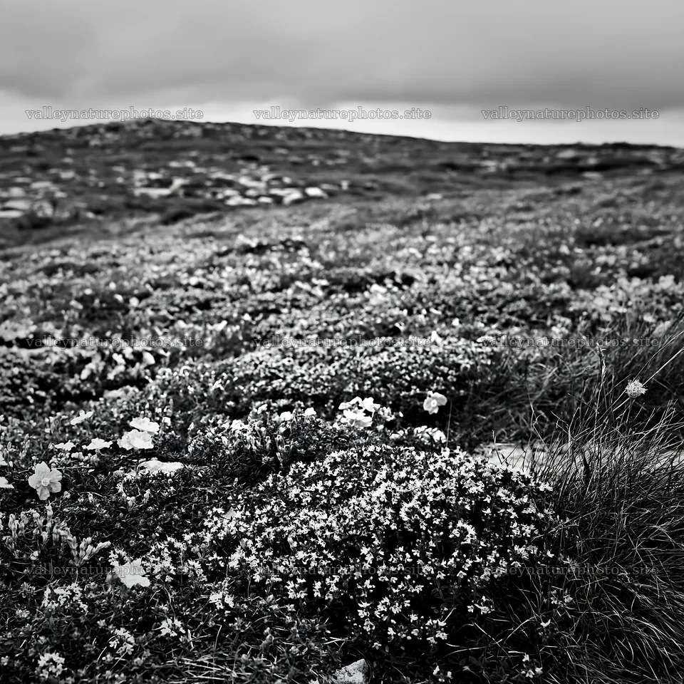 Cloudy wild thyme meadow with flowers and rocky terrain – nature photography 7938x7938