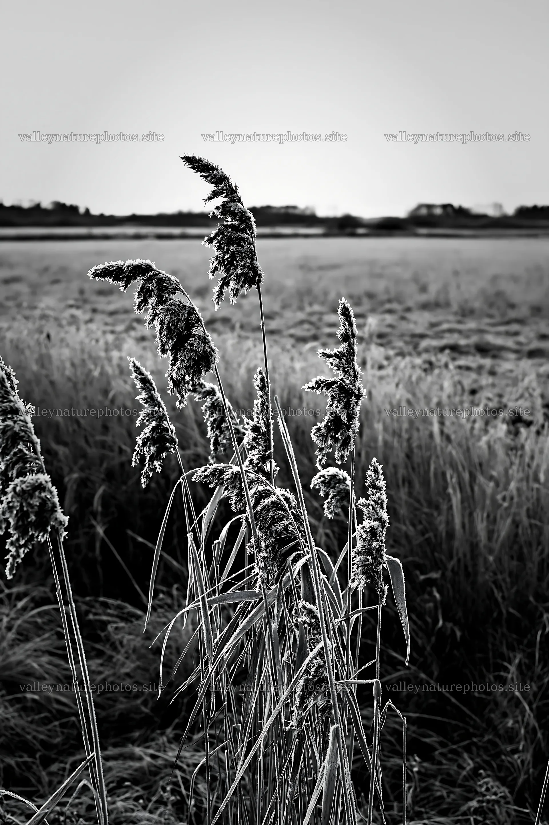 Saga floodplain meadow with reed foreground in black and white – nature photography 6480x9722