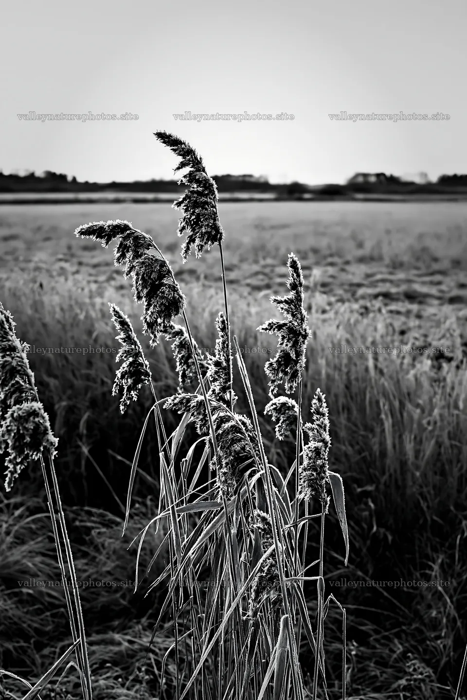 Saga floodplain meadow with reed foreground in black and white – nature photography 6480x9722