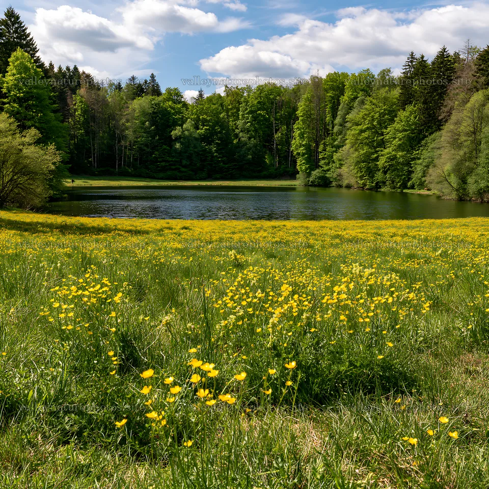 Lakeside meadow with yellow flowers in Germany – nature photography 7938x7938