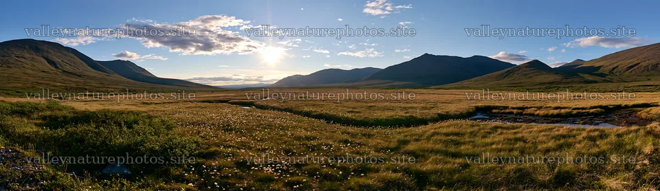 Cottongrass meadow under golden sunlight at sunset – nature photography 14762x4268