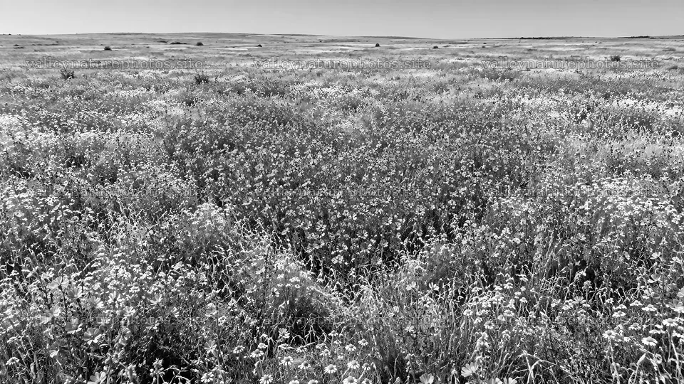 Monochrome Wildflower Meadow to the Horizon – nature photography 10324x5812