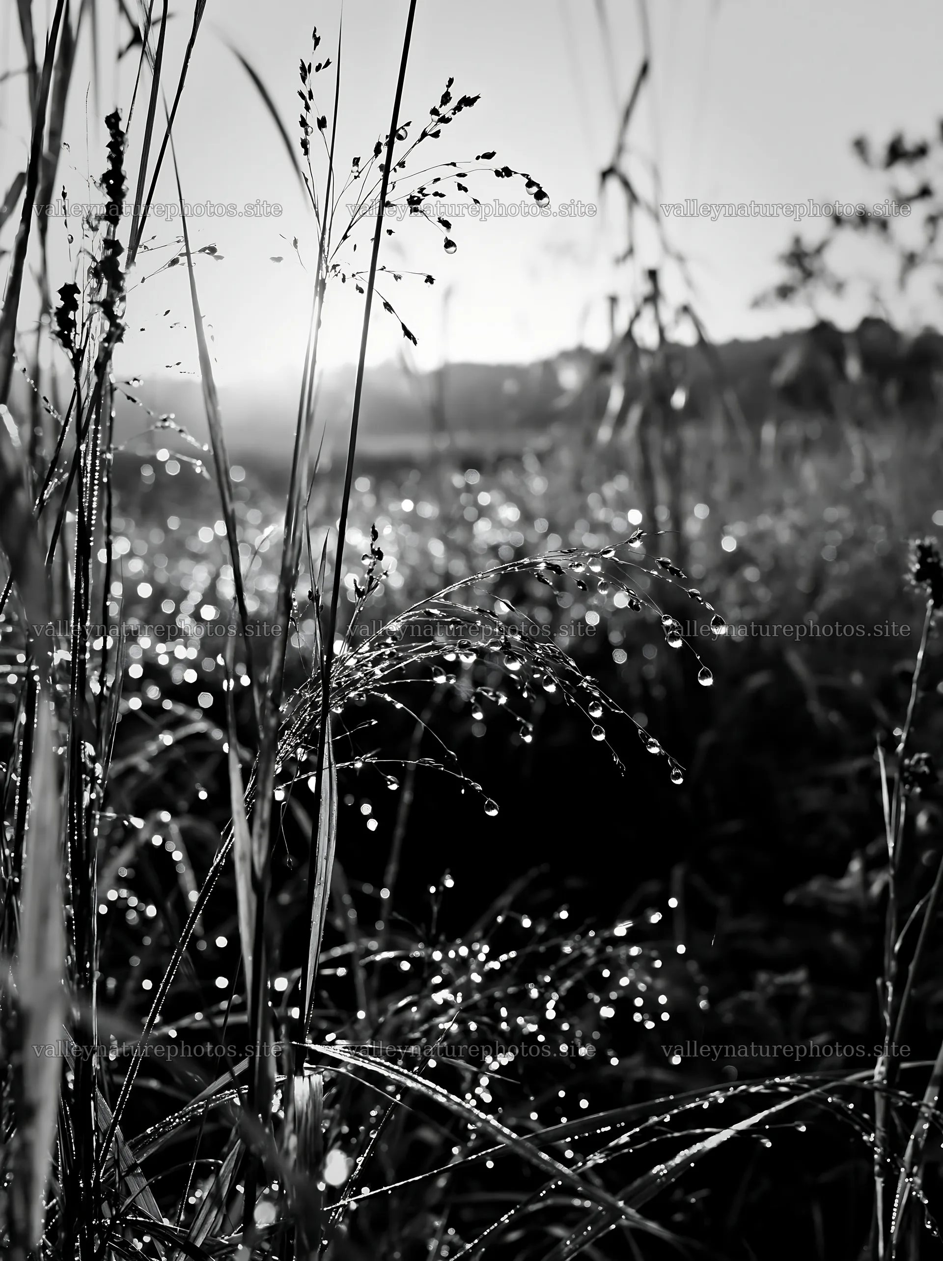 Dew on grass in Niigata floodplain restoration meadow – nature photography 6866x9174