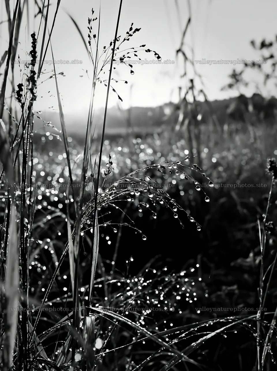 Dew on grass in Niigata floodplain restoration meadow – nature photography 6866x9174