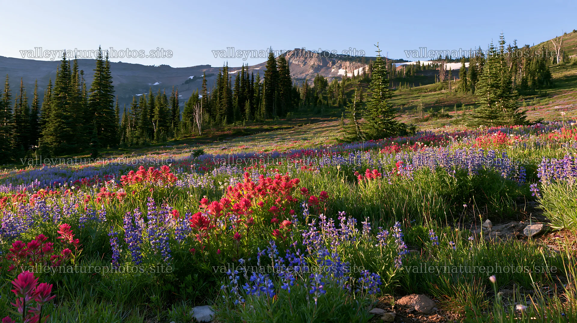 Vibrant snowmelt meadow with wildflowers in a mountainous area – nature photography 10608x5938