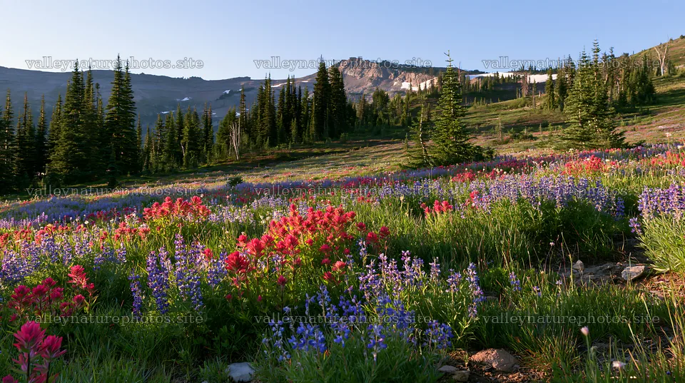 Vibrant snowmelt meadow with wildflowers in a mountainous area – nature photography 10608x5938