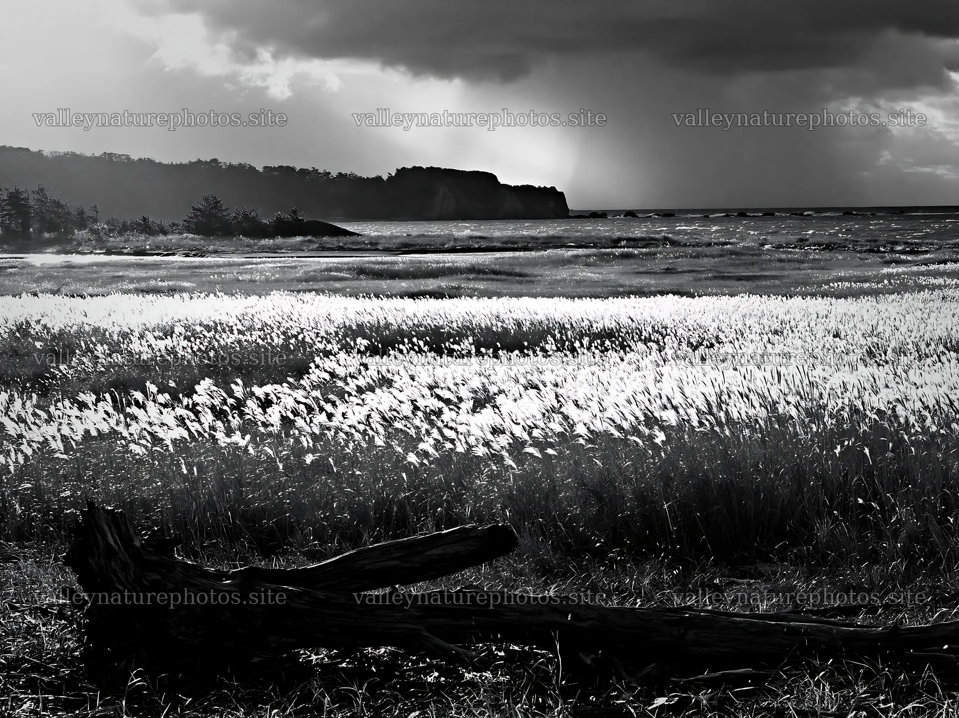 Chiba coastal climate meadow driftwood foreground at sunset – nature photography 9174x6866