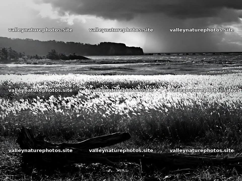 Chiba coastal climate meadow driftwood foreground at sunset – nature photography 9174x6866