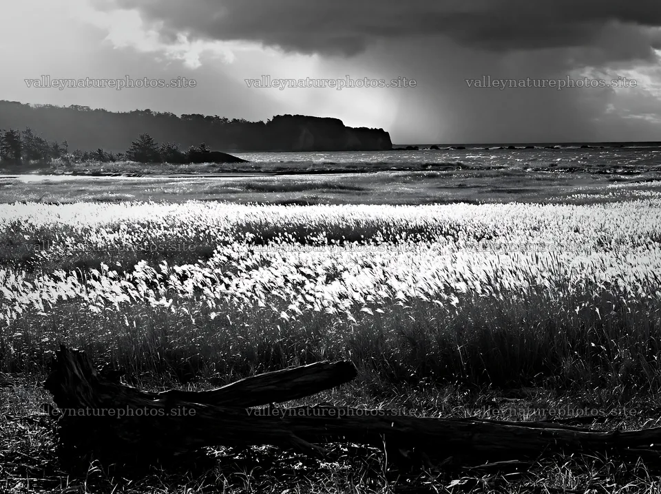 Chiba coastal climate meadow driftwood foreground at sunset – nature photography 9174x6866