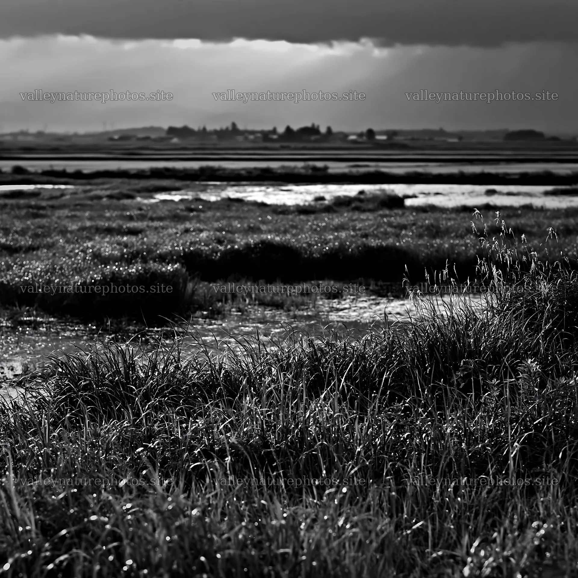 Niigata floodplain restoration meadow dew foreground – nature photography 7938x7938