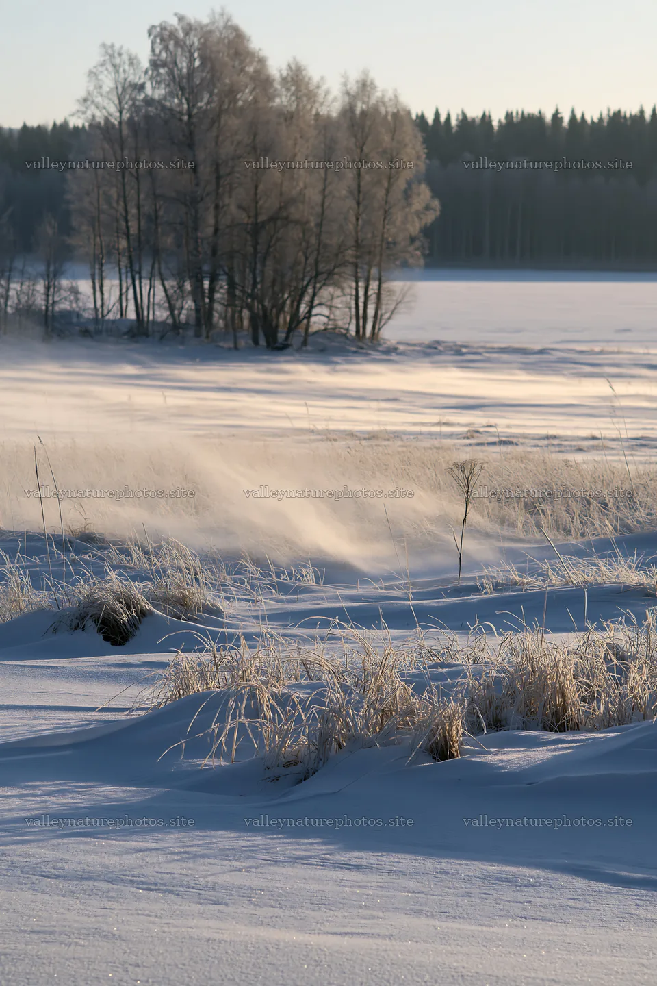 Snowy lakeside meadow with frost-covered grass and trees – nature photography 6480x9722