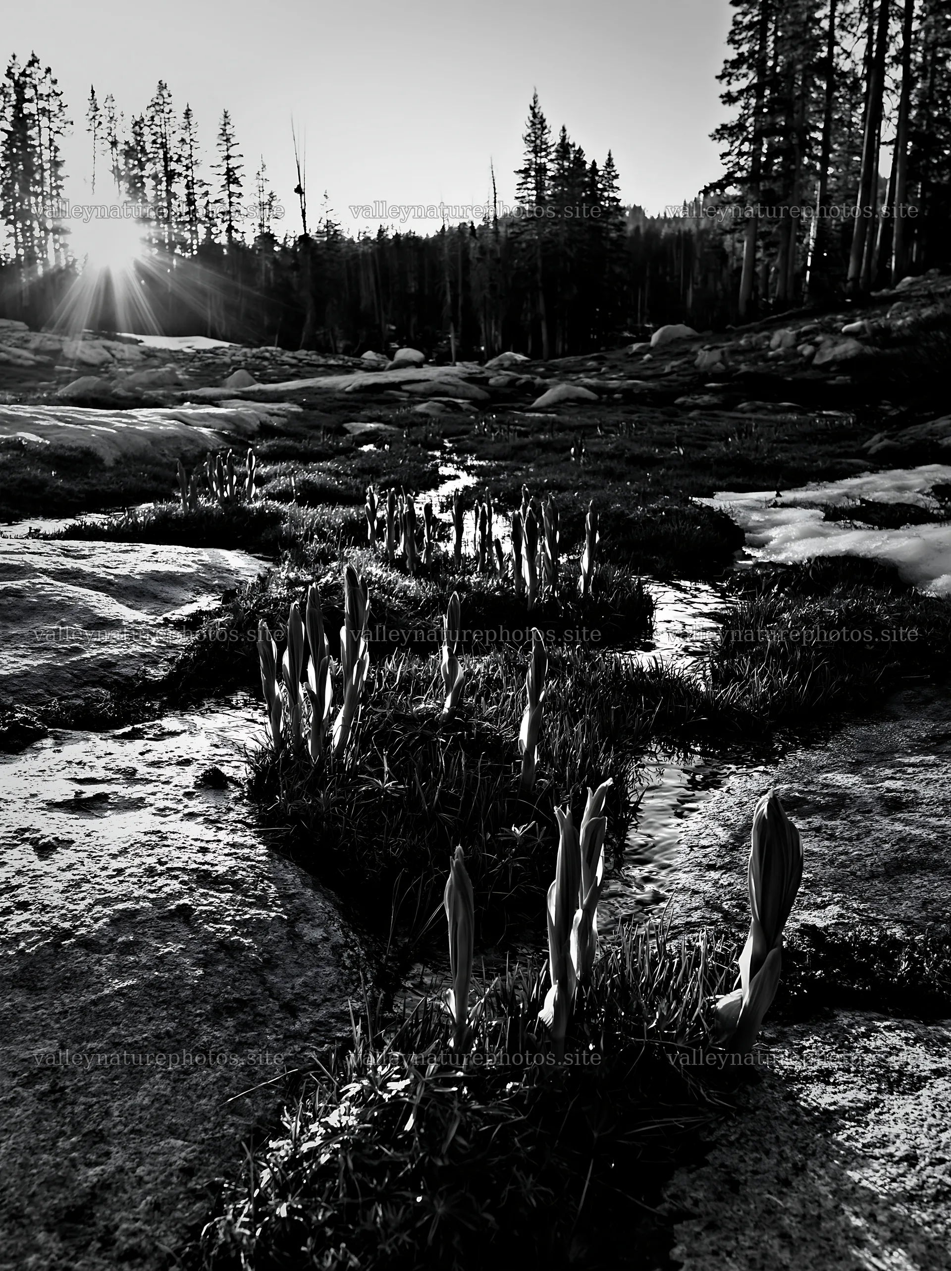Mountain pass meadow in black and white at sunrise – nature photography 6866x9174
