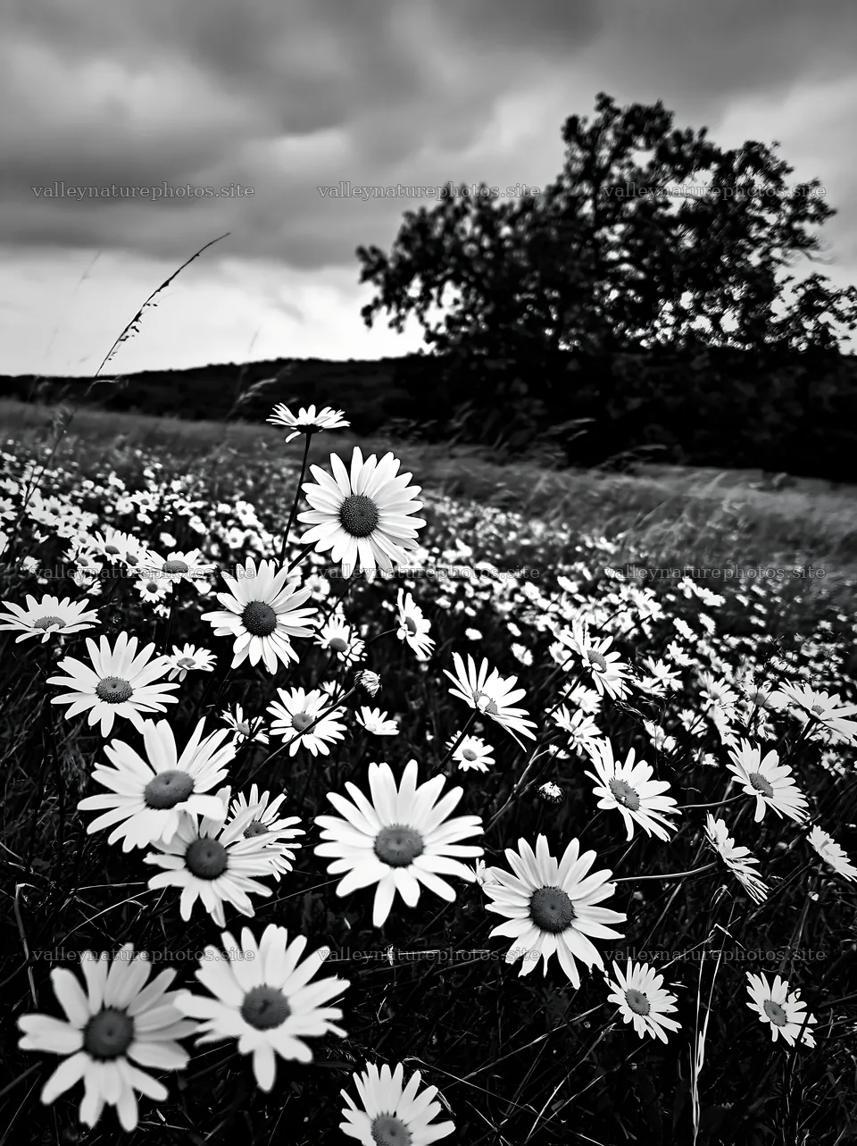 Daisies in a meadow under a cloudy sky – nature photography 6866x9174