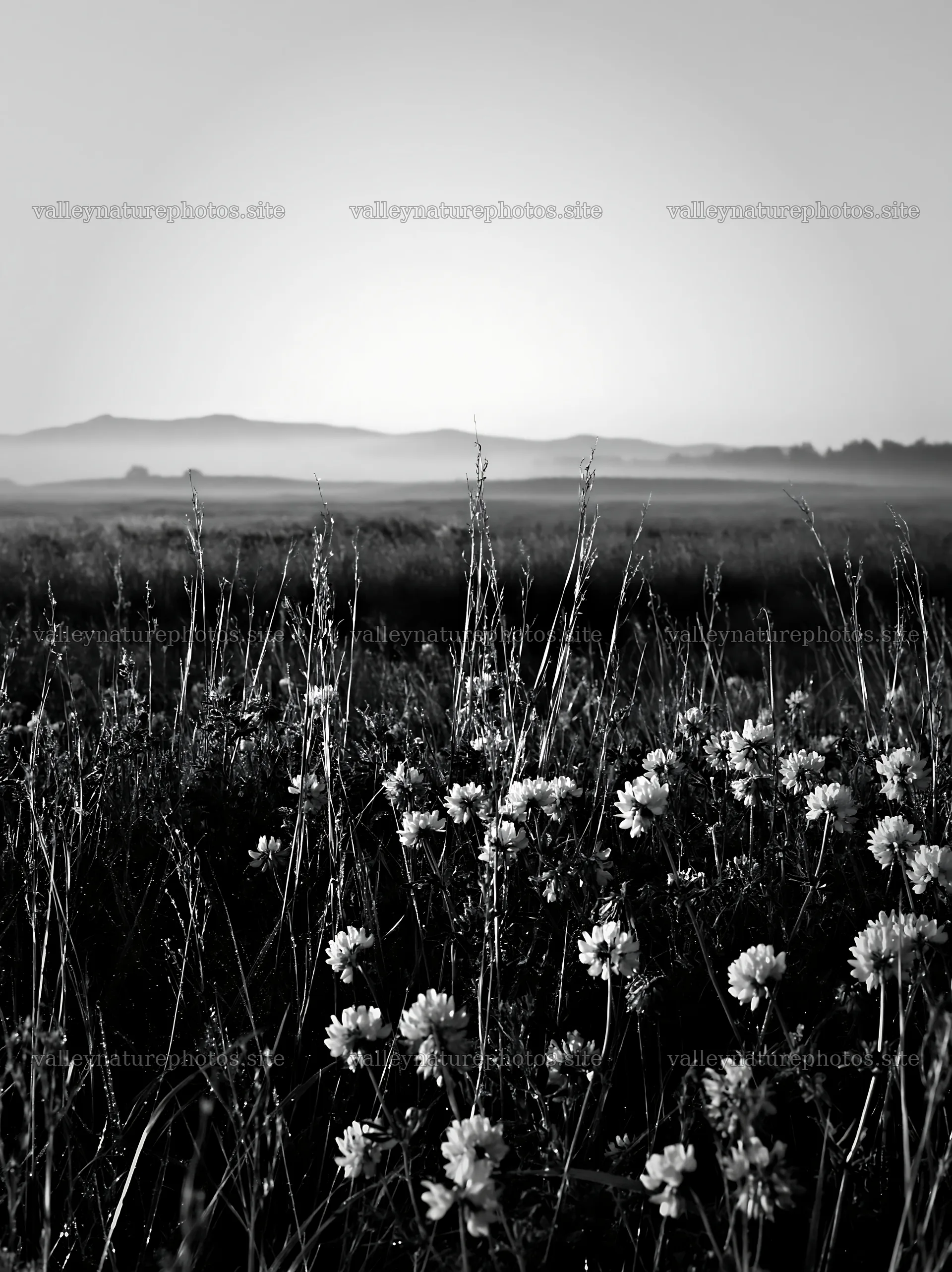 Saga floodplain meadow with reed foreground at sunrise – nature photography 6866x9174