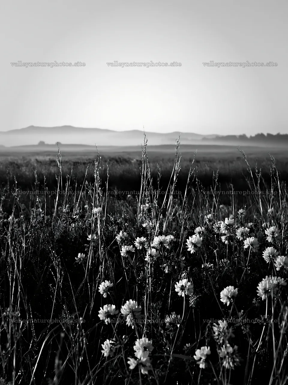 Saga floodplain meadow with reed foreground at sunrise – nature photography 6866x9174