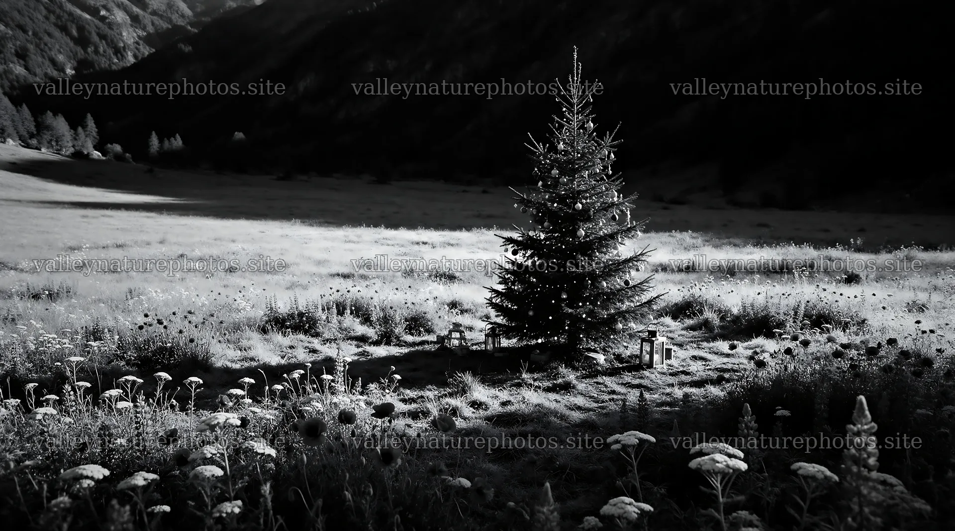 Christmas tree in mountain valley meadow during winter – nature photography 10648x5916