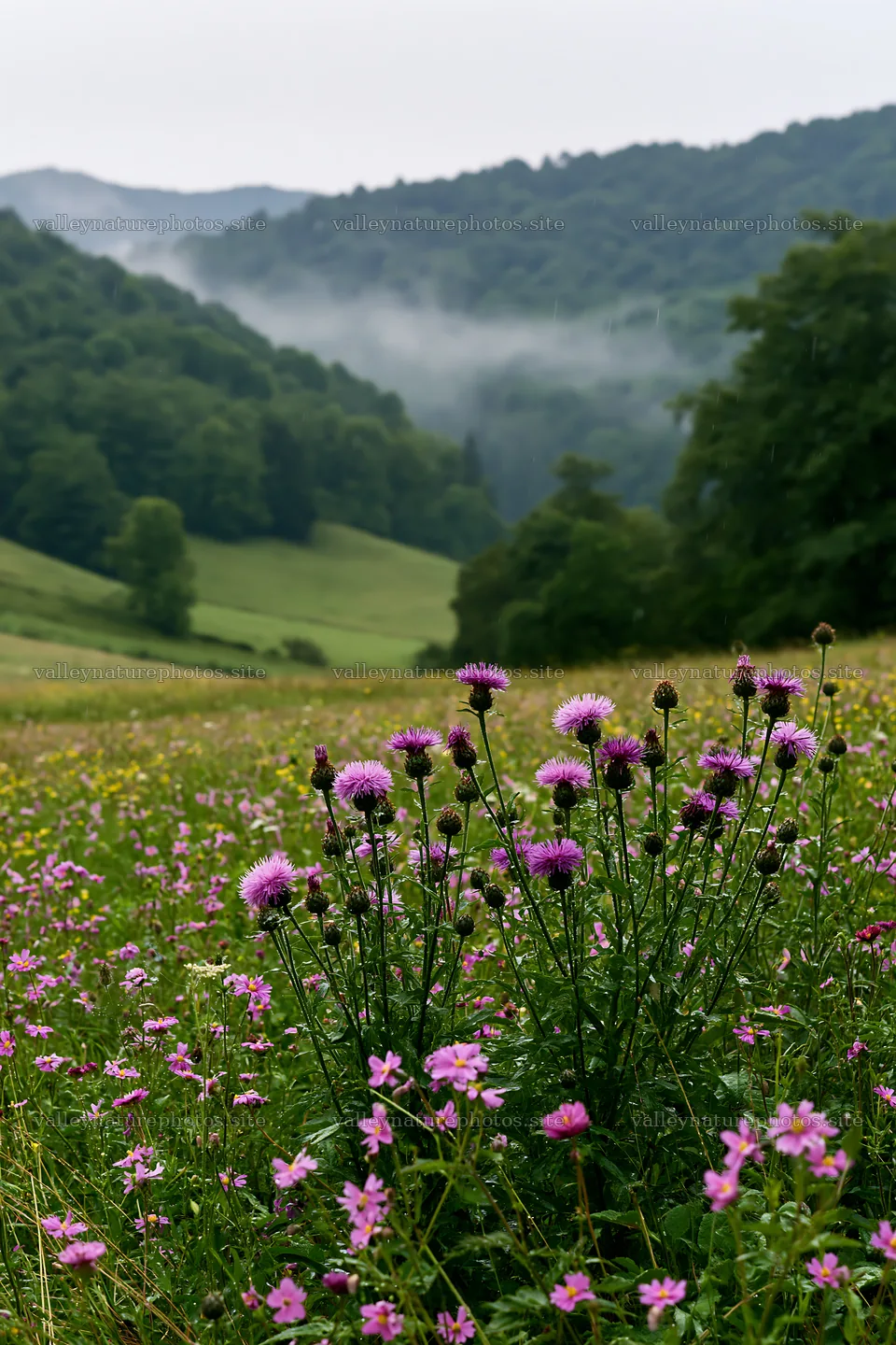 Rolling valley meadows with wildflowers and misty hills – nature photography 6480x9722