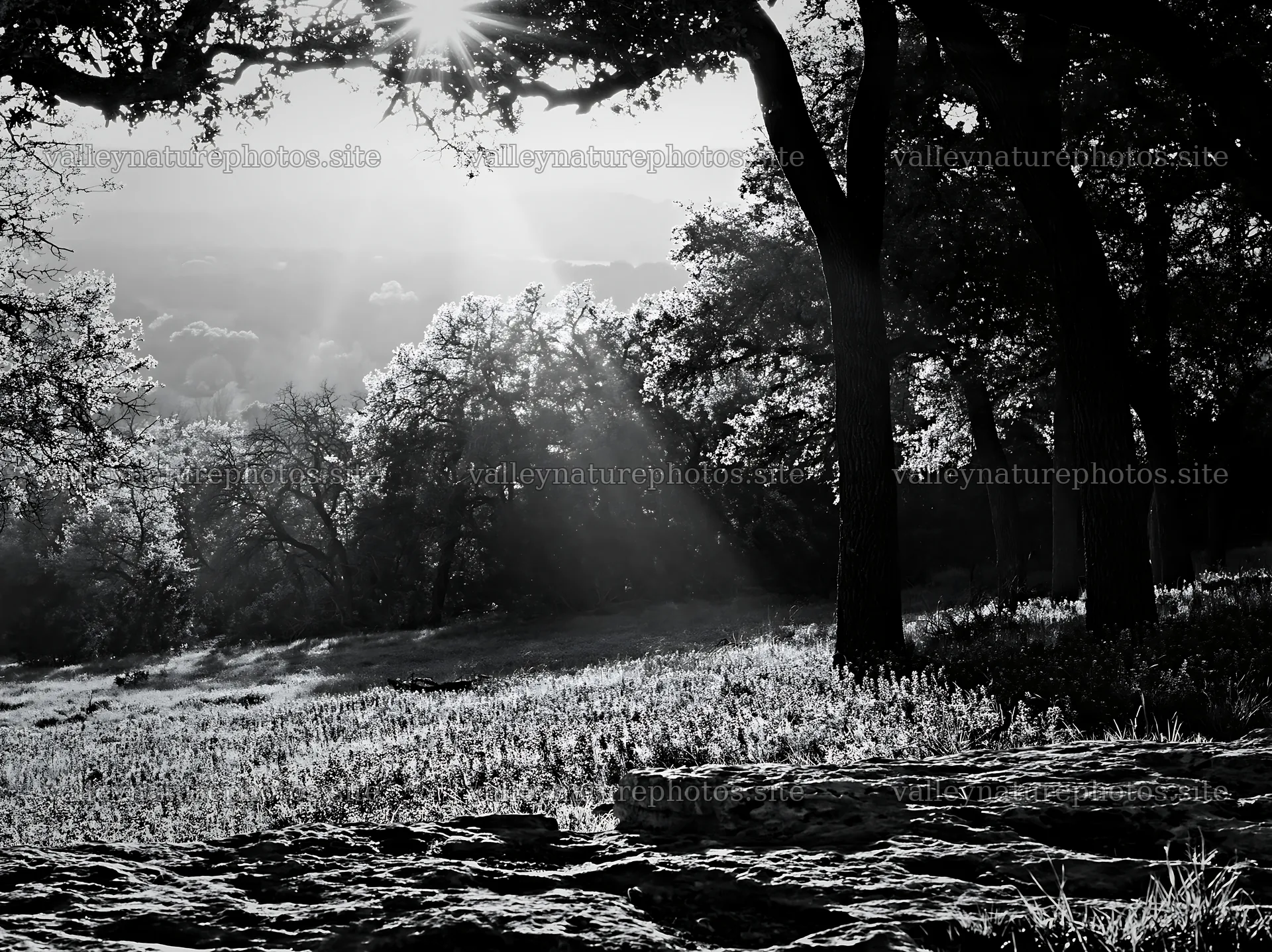 Crepuscular rays shine through trees in a meadow – nature photography 9174x6866