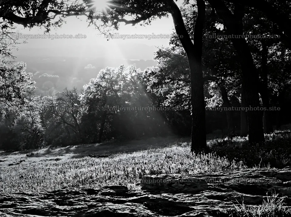 Crepuscular rays shine through trees in a meadow – nature photography 9174x6866