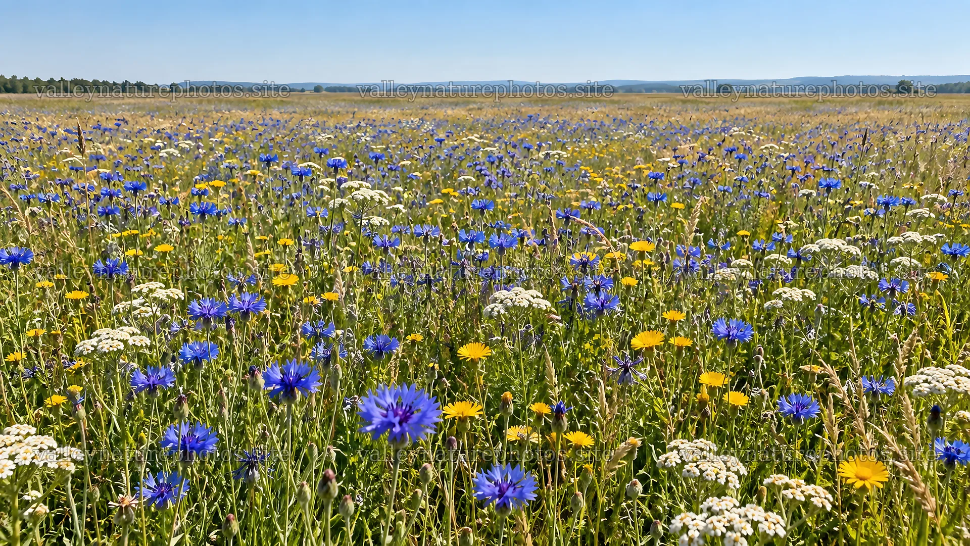 Colorful Wildflowers Across a Sunlit Meadow – nature photography 10324x5812
