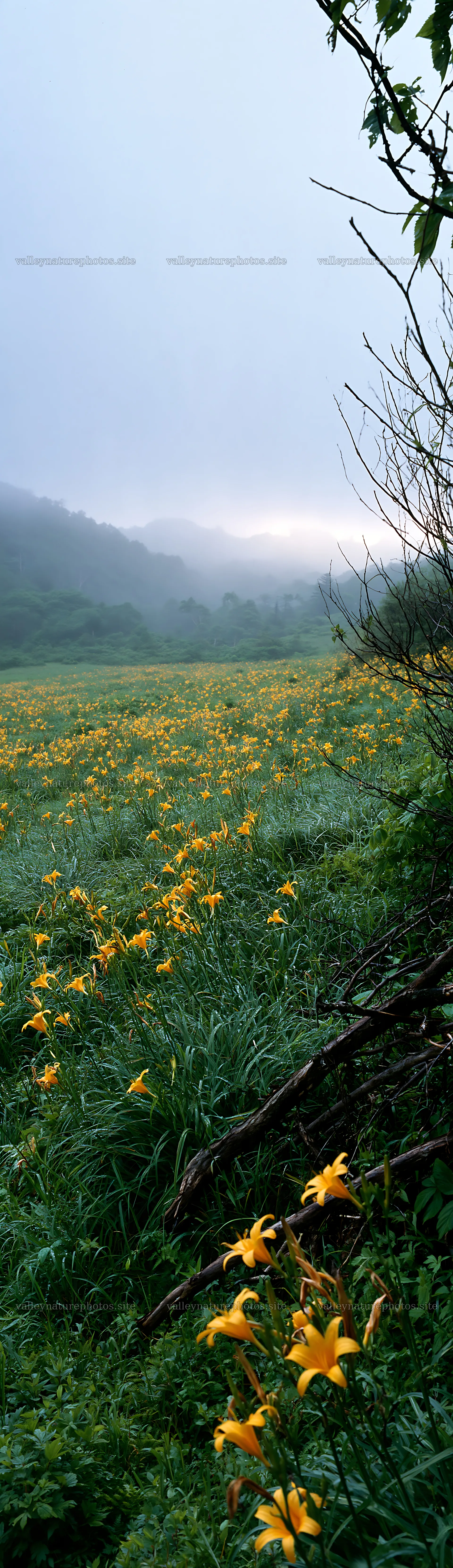 Yamagata rewilded meadow with yellow flowers and fallen branch – nature photography 4268x14762