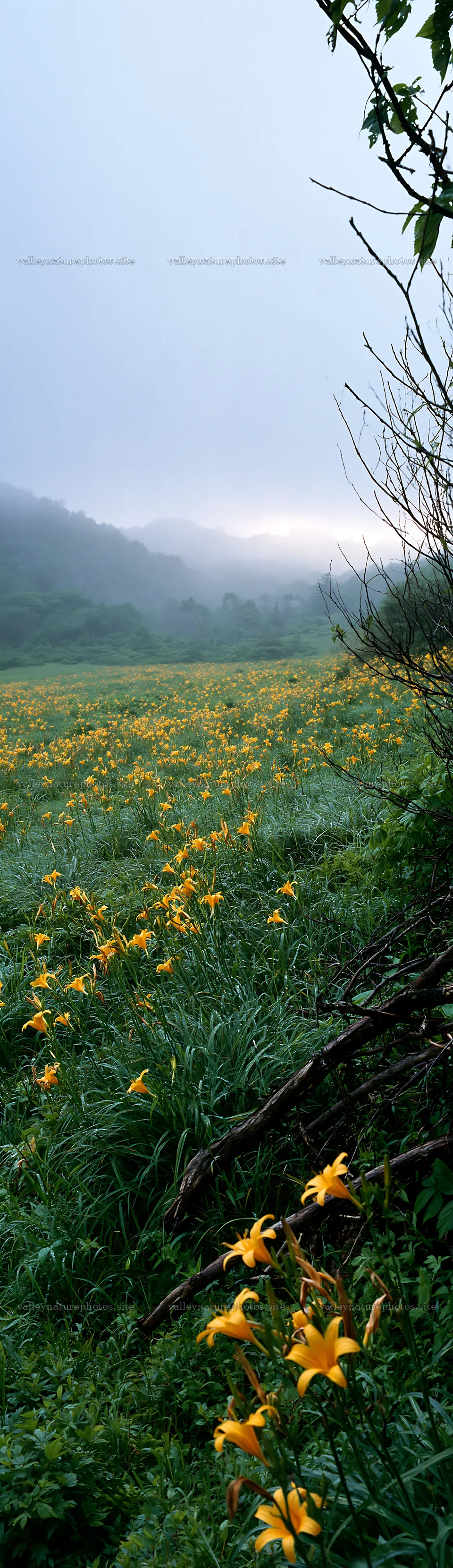 Yamagata rewilded meadow with yellow flowers and fallen branch – nature photography 4268x14762
