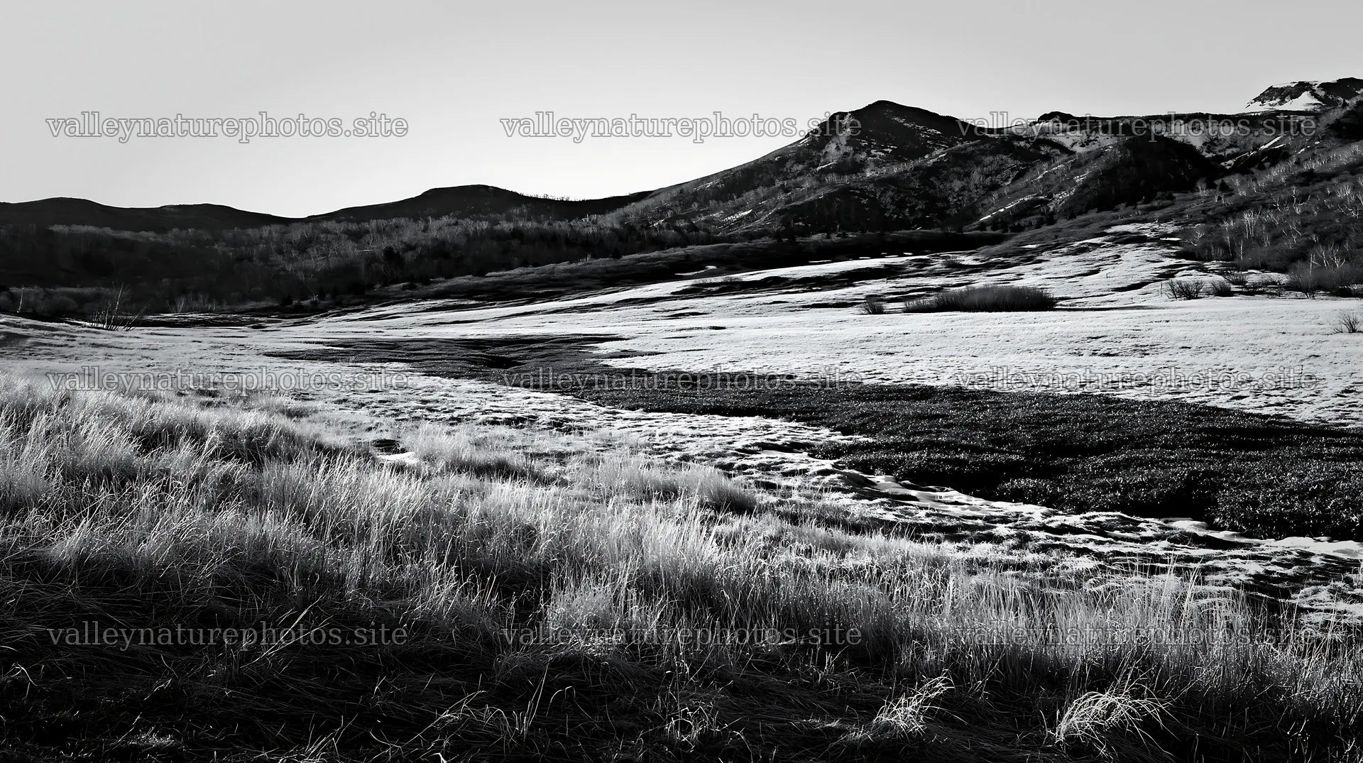 Akita snowmelt meadow with silver grasses in daylight – nature photography 10608x5938