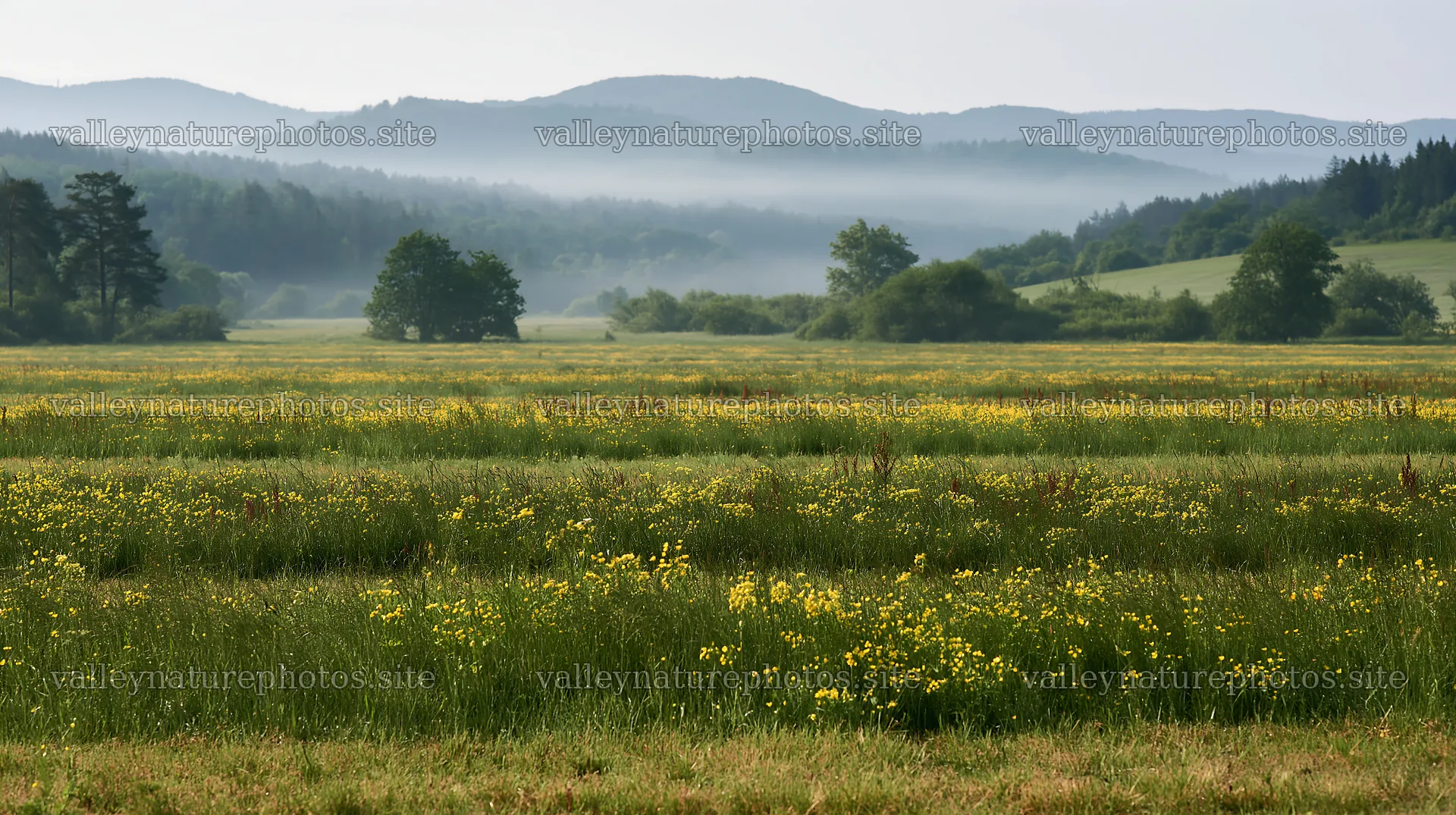 Hungarian meadow along wooded valley in morning light – nature photography 10608x5938