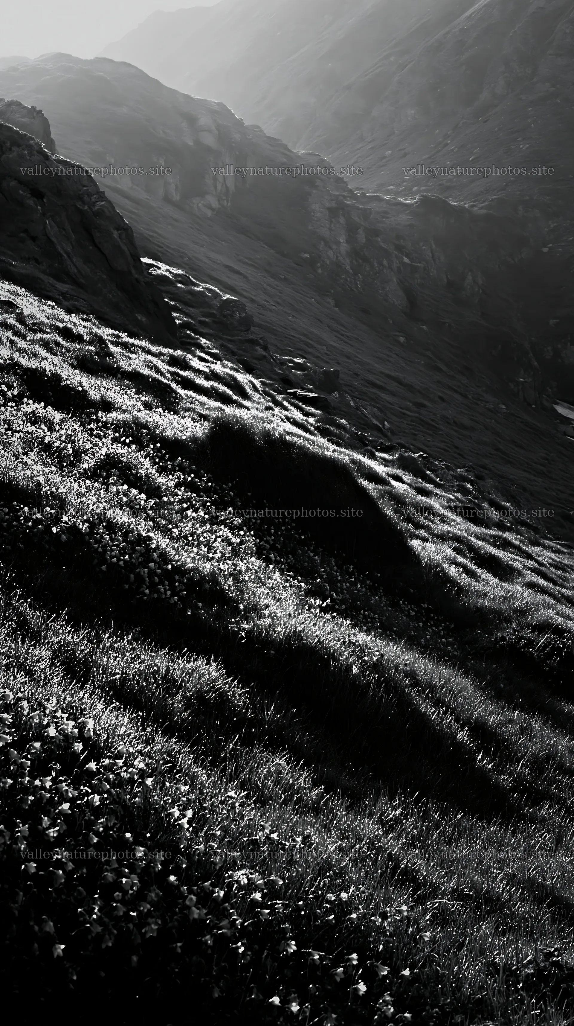 Dewy meadow with mountains in the early morning light – nature photography 5938x10608