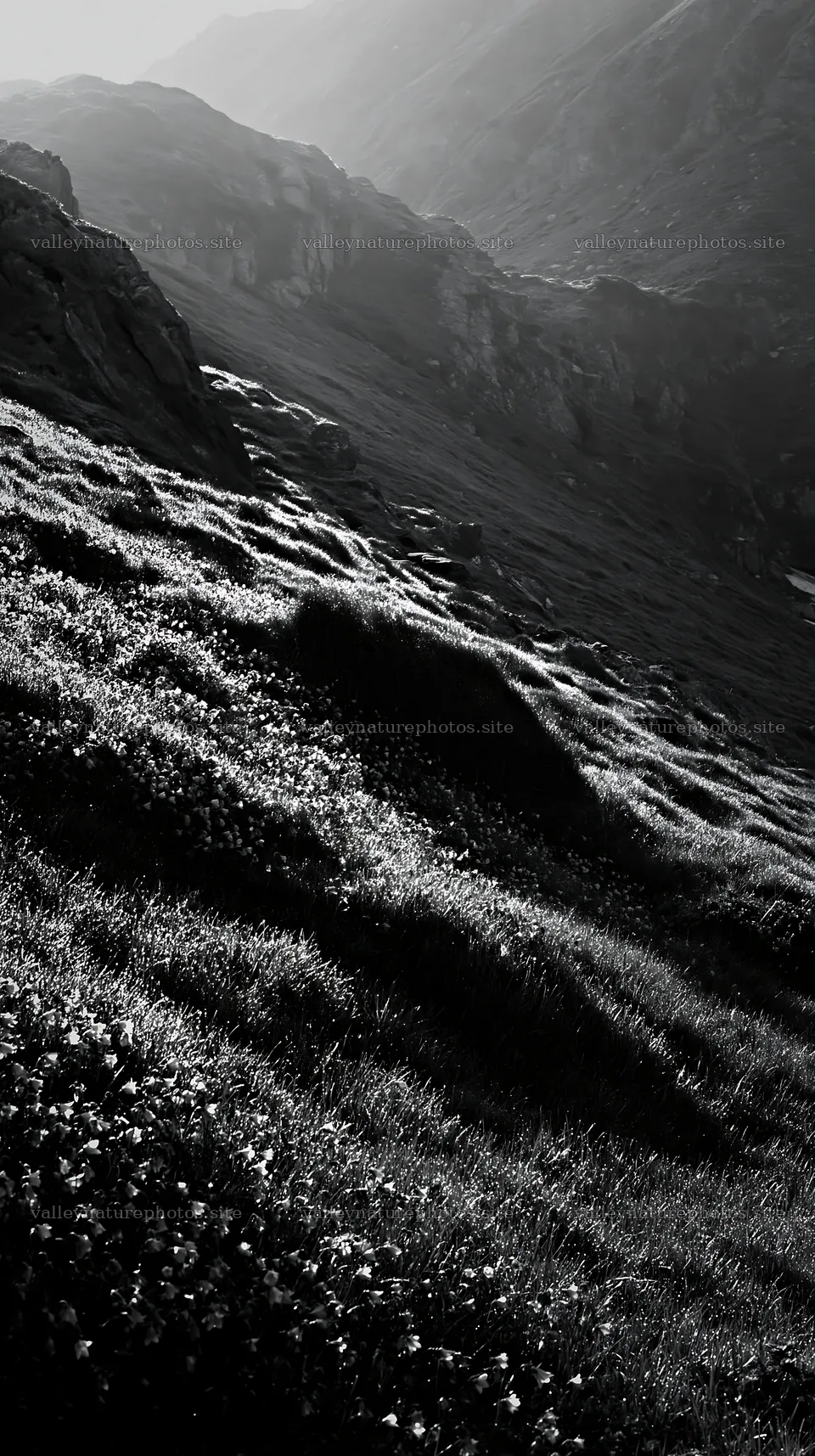 Dewy meadow with mountains in the early morning light – nature photography 5938x10608