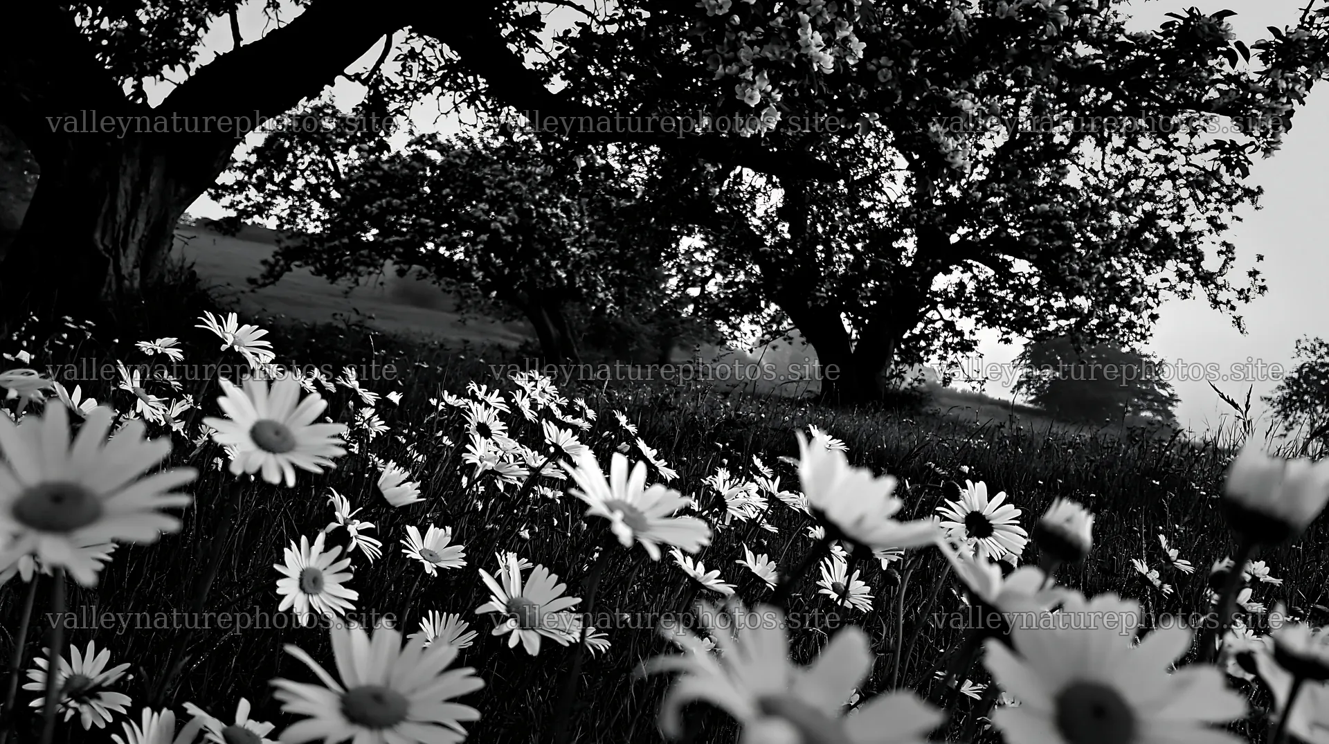 Daisy apple meadow in black and white with trees – nature photography 10608x5938