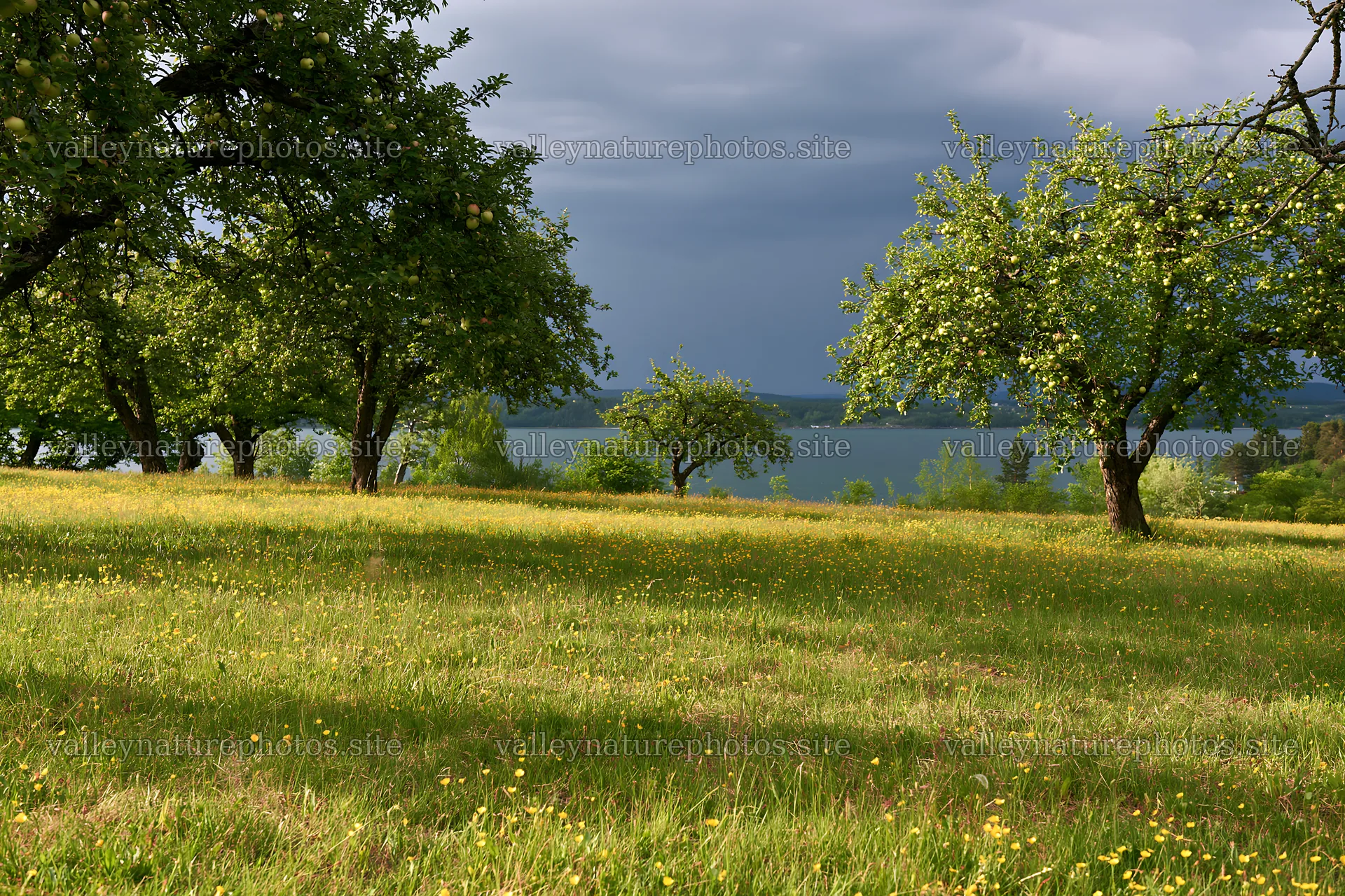 Lakeside orchard meadow with green grass and trees – nature photography 9722x6480