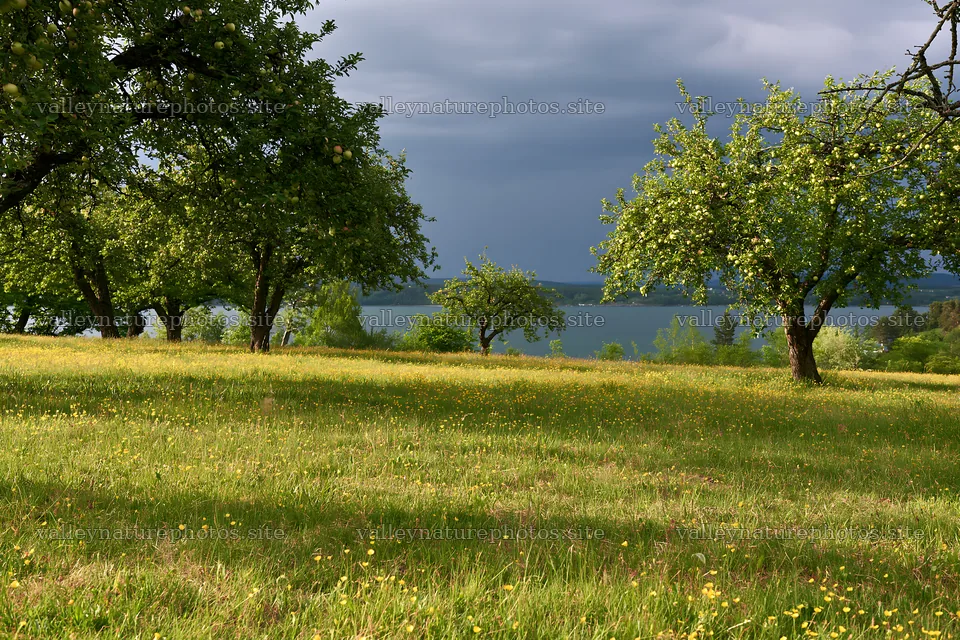 Lakeside orchard meadow with green grass and trees – nature photography 9722x6480
